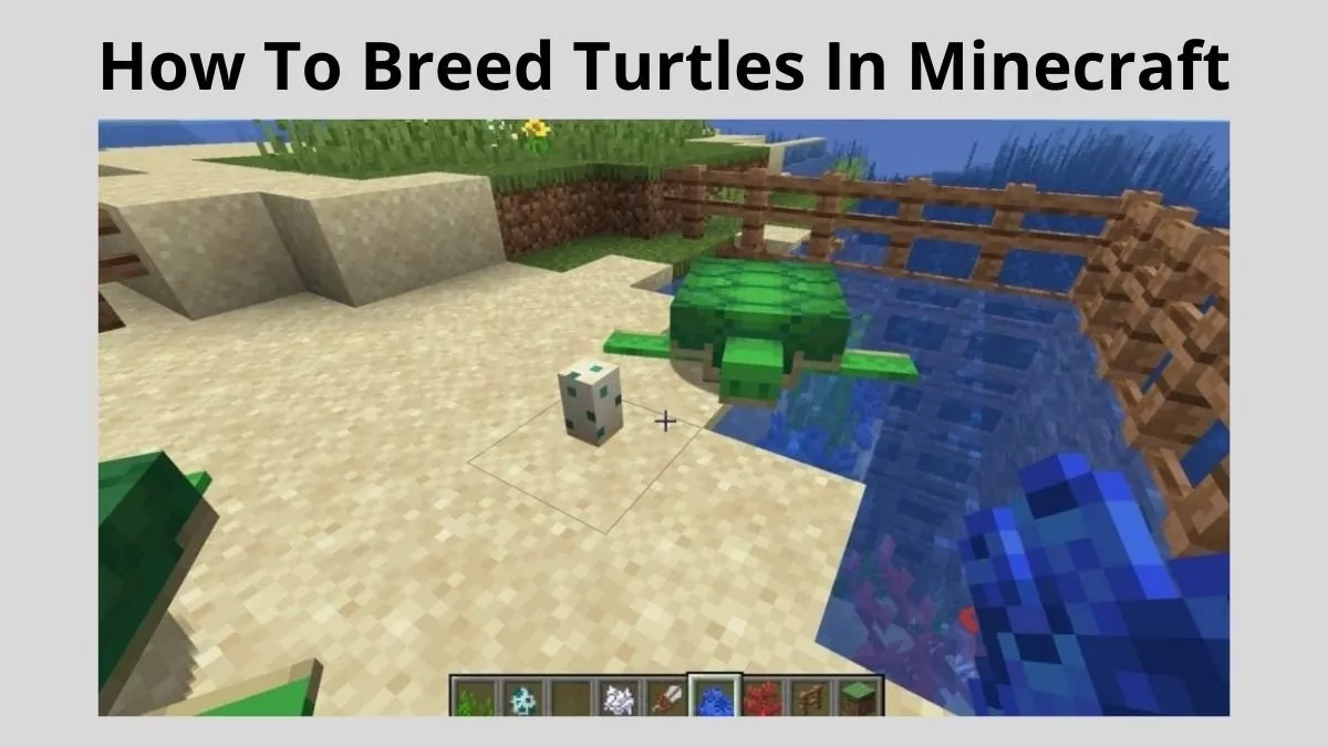 How To Breed Turtles In Minecraft