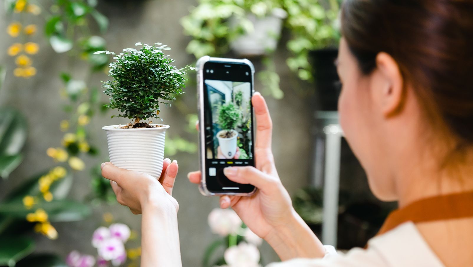 How To Check Flower Name By Image